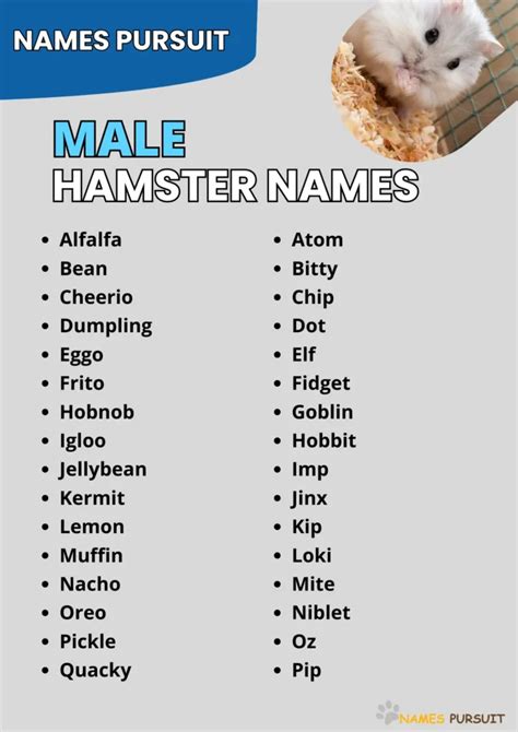 names for a hamster male|funny hamster names for boys.